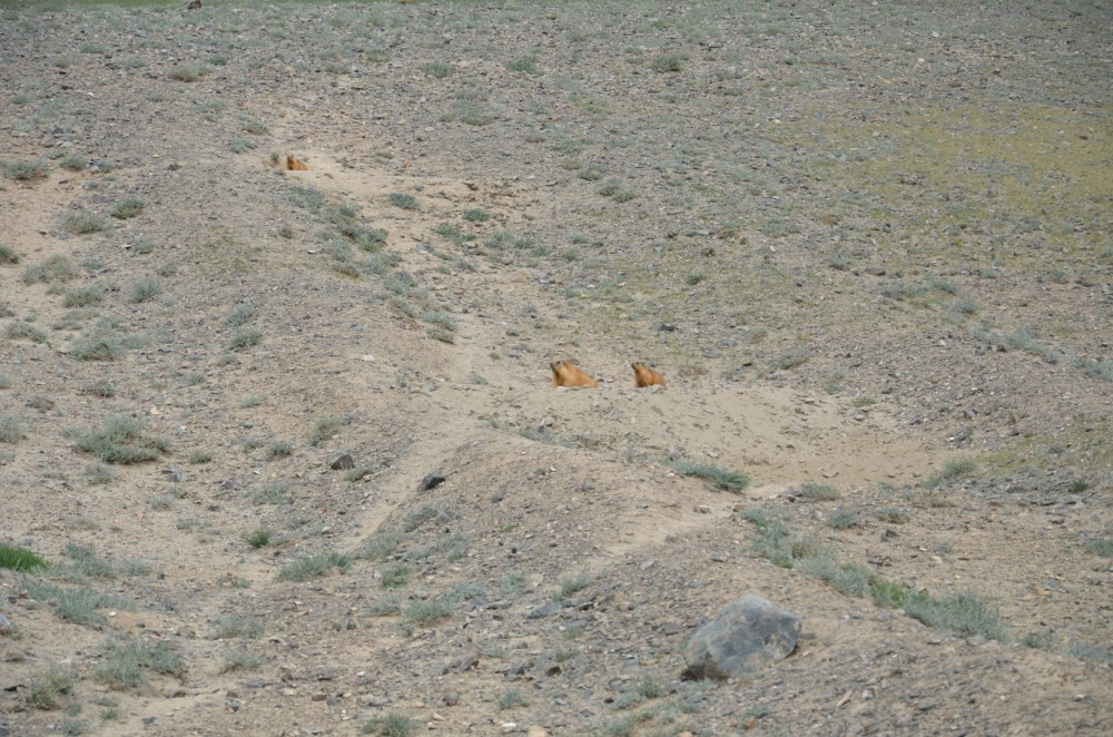 DSC_5564_Marmot (Large)